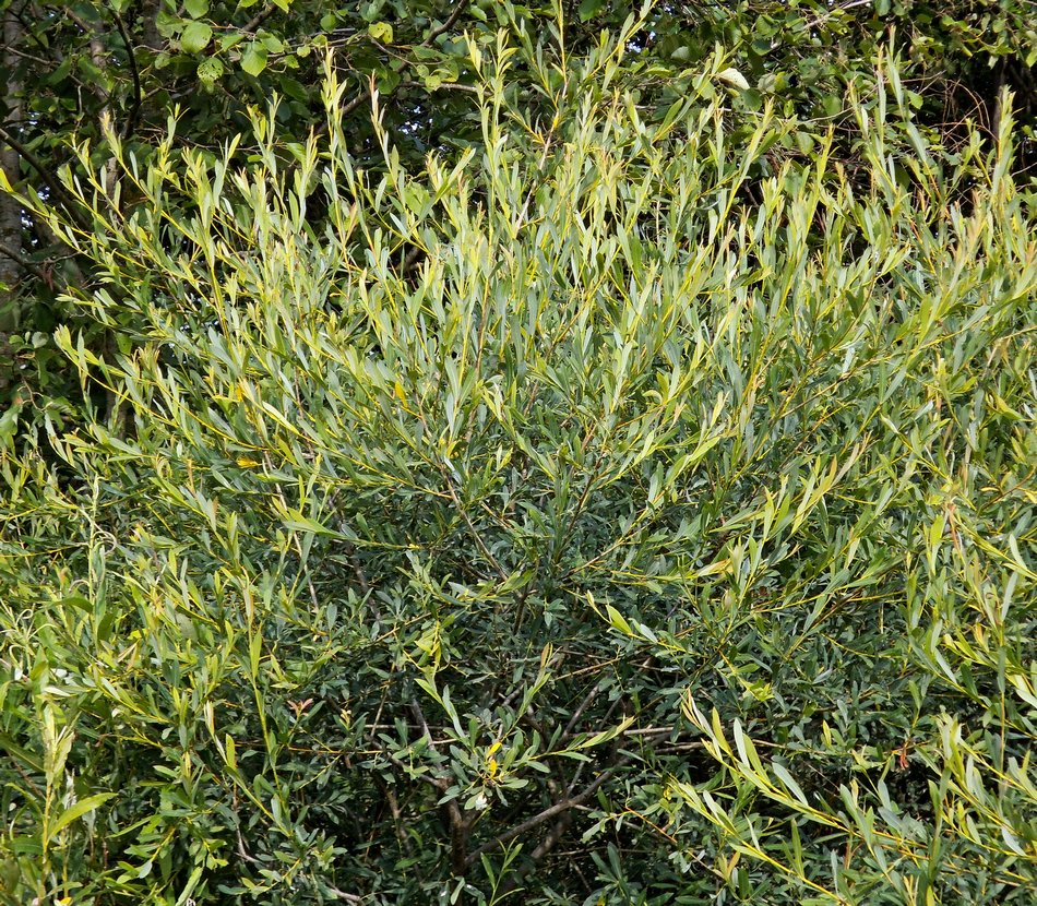 Image of Salix vinogradovii specimen.