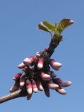 Cercis siliquastrum. Верхушка ветви с бутонами и молодыми листьями. Украина, г. Запорожье, Запорожский детский ботанический сад, во дворе. 27.04.2013.