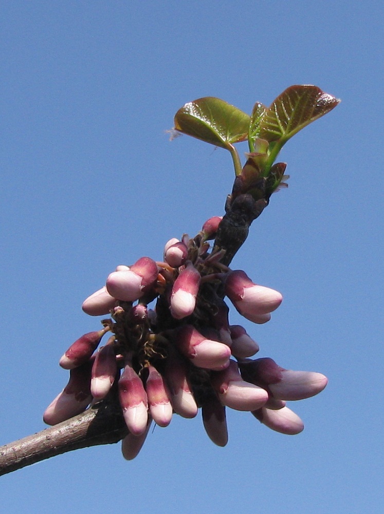 Изображение особи Cercis siliquastrum.