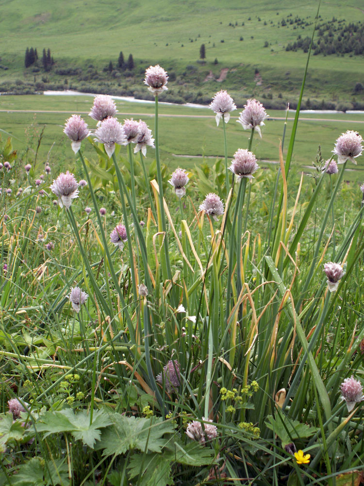 Изображение особи Allium karelinii.