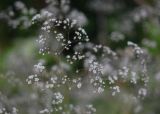 View full-size image Gypsophila thyraica