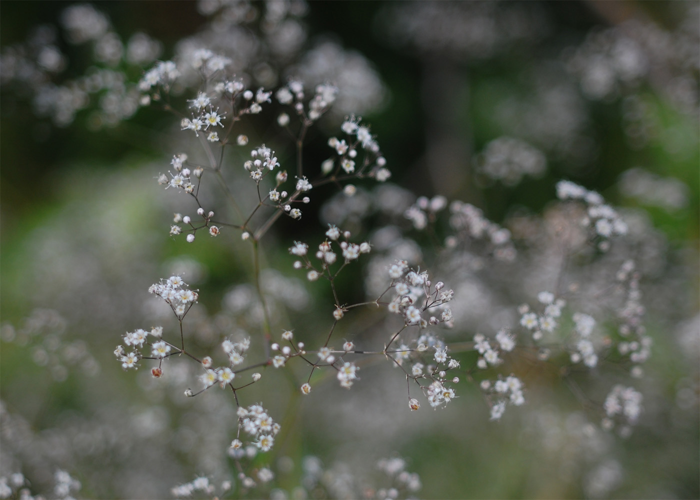 Изображение особи Gypsophila thyraica.