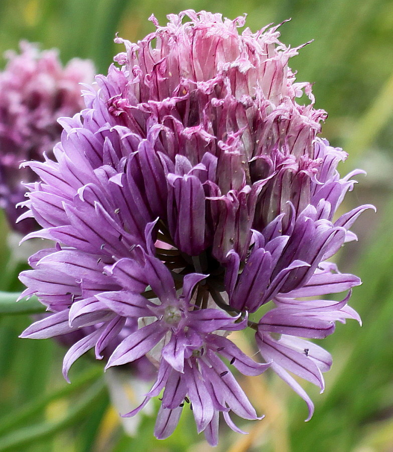 Image of Allium schoenoprasum specimen.