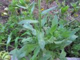 Calendula officinalis