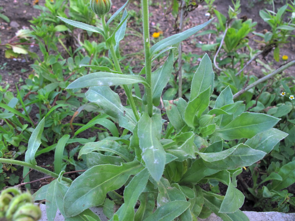 Изображение особи Calendula officinalis.