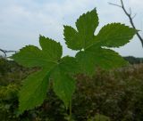 Humulus lupulus