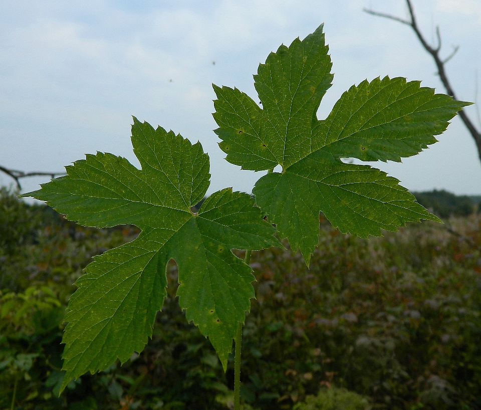 Изображение особи Humulus lupulus.