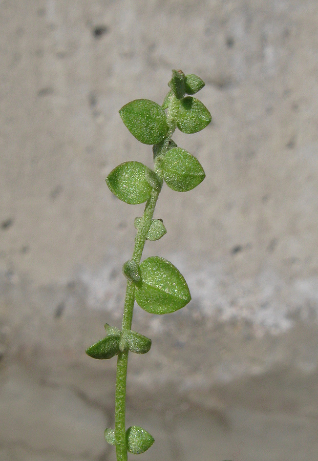 Image of Atriplex micrantha specimen.