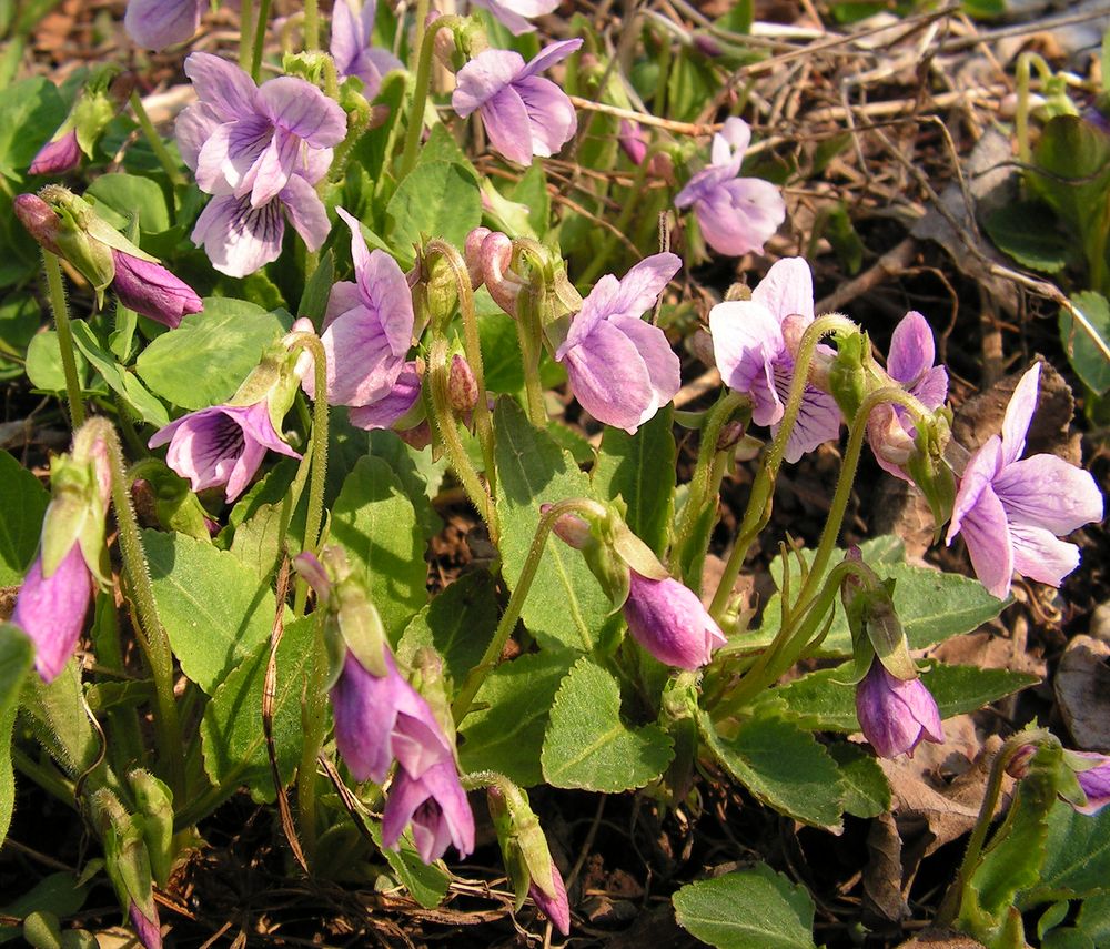 Image of genus Viola specimen.