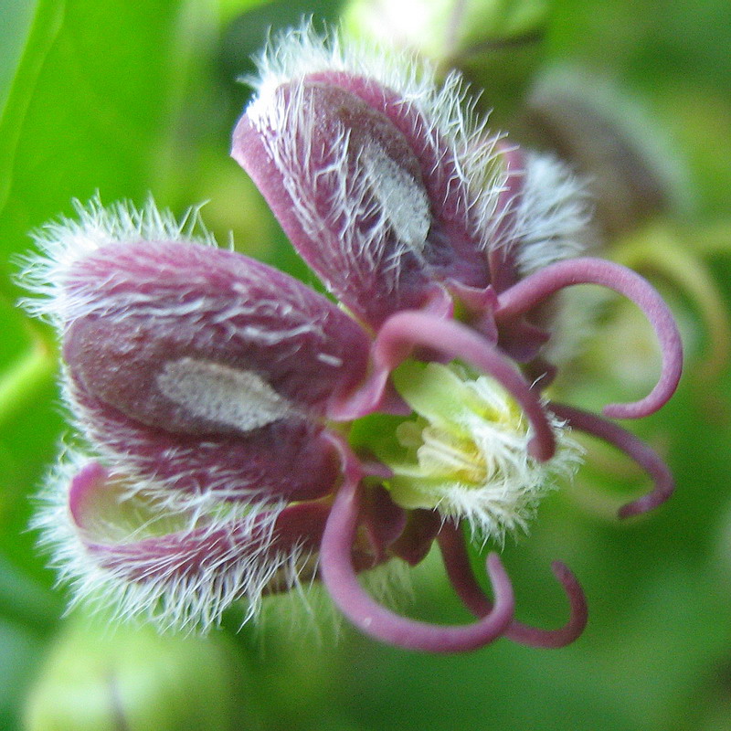 Image of genus Periploca specimen.