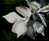 род Eucalyptus
