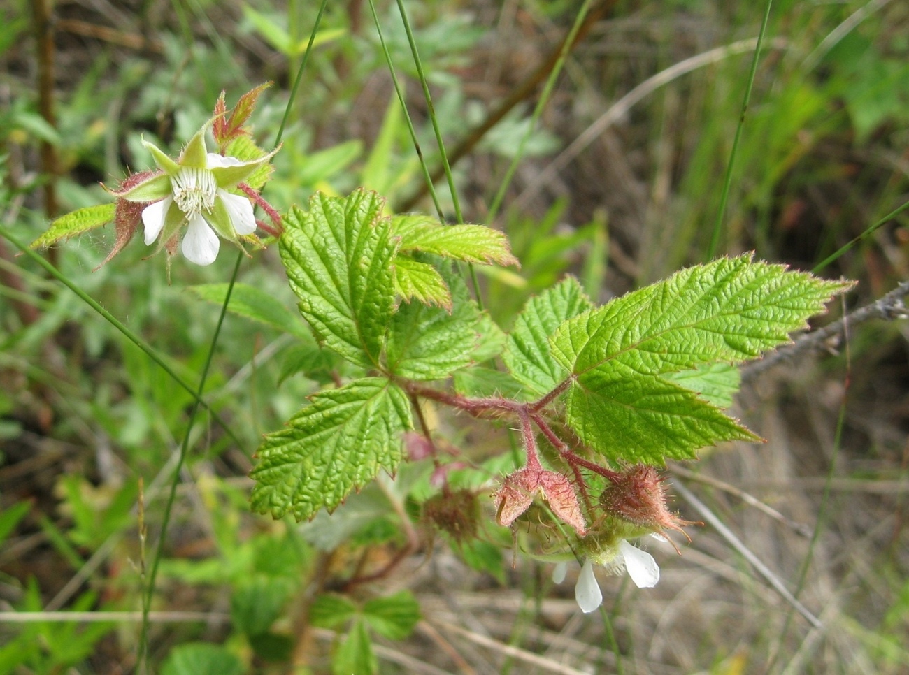 Изображение особи Rubus matsumuranus.