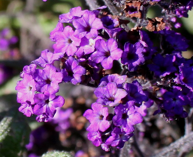 Image of Heliotropium arborescens specimen.