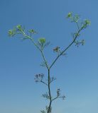Cyclospermum leptophyllum