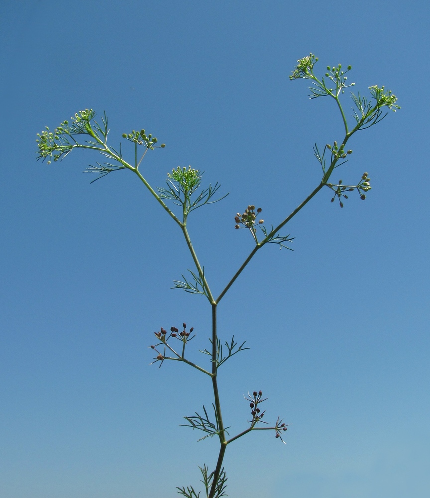 Изображение особи Cyclospermum leptophyllum.