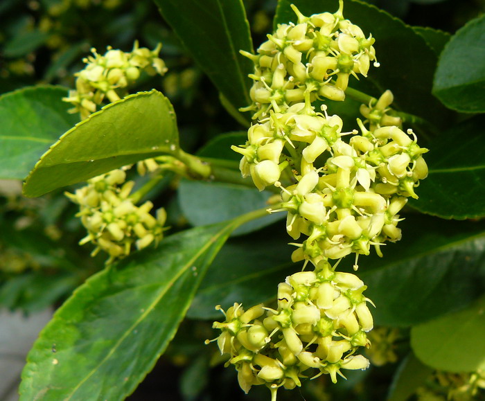 Image of Euonymus japonicus specimen.