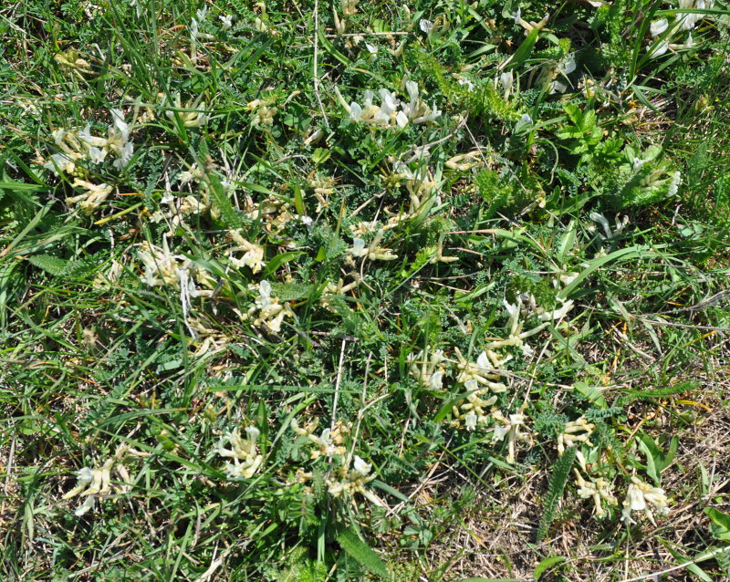 Image of Astragalus polygala specimen.
