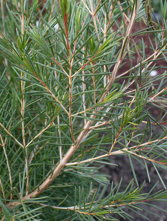 Изображение особи Chamelaucium uncinatum.