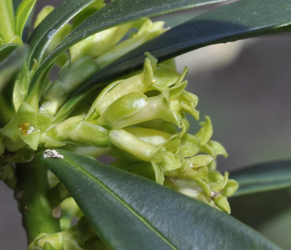 Image of Daphne laureola specimen.