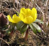 Eranthis hyemalis