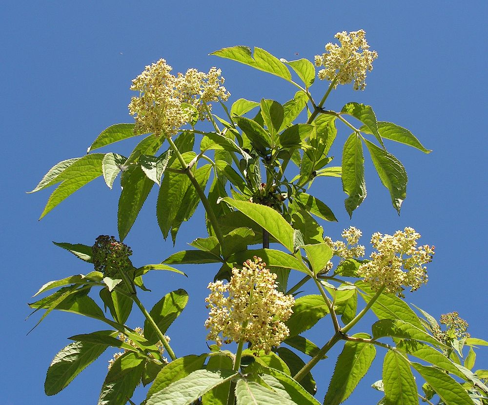 Image of Sambucus sibirica specimen.