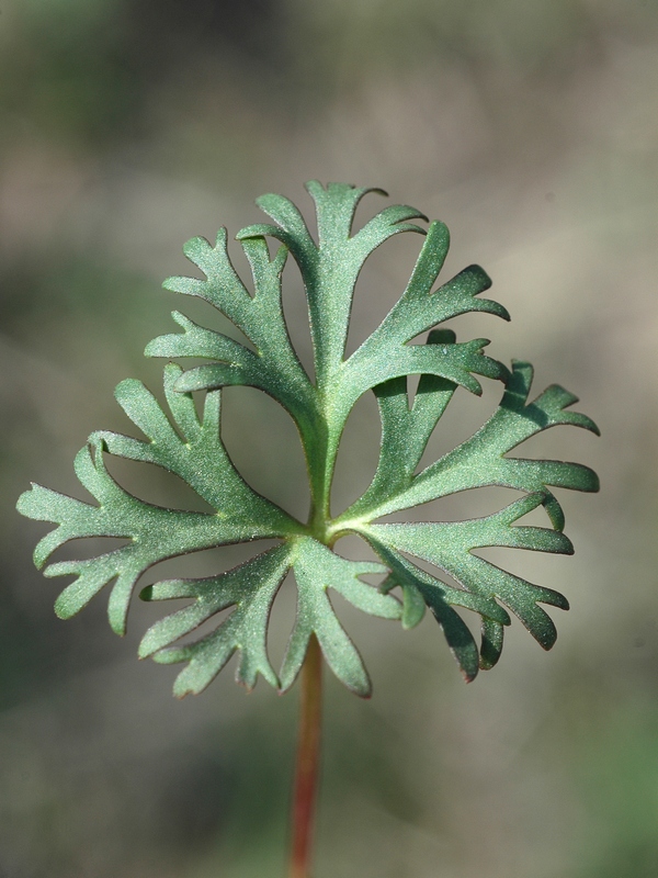 Изображение особи Anemone gortschakowii.