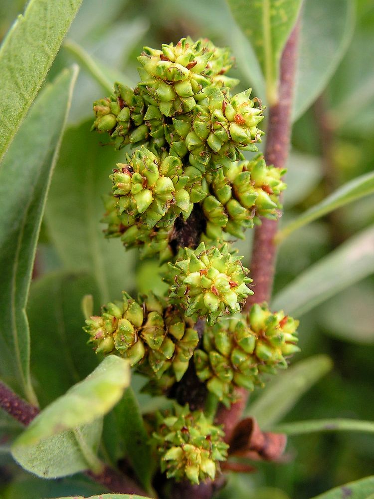 Image of Myrica tomentosa specimen.