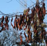 Gleditsia triacanthos. Плоды. Украина, Львов. Декабрь 2006 г.