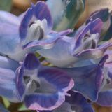 Corydalis turtschaninovii