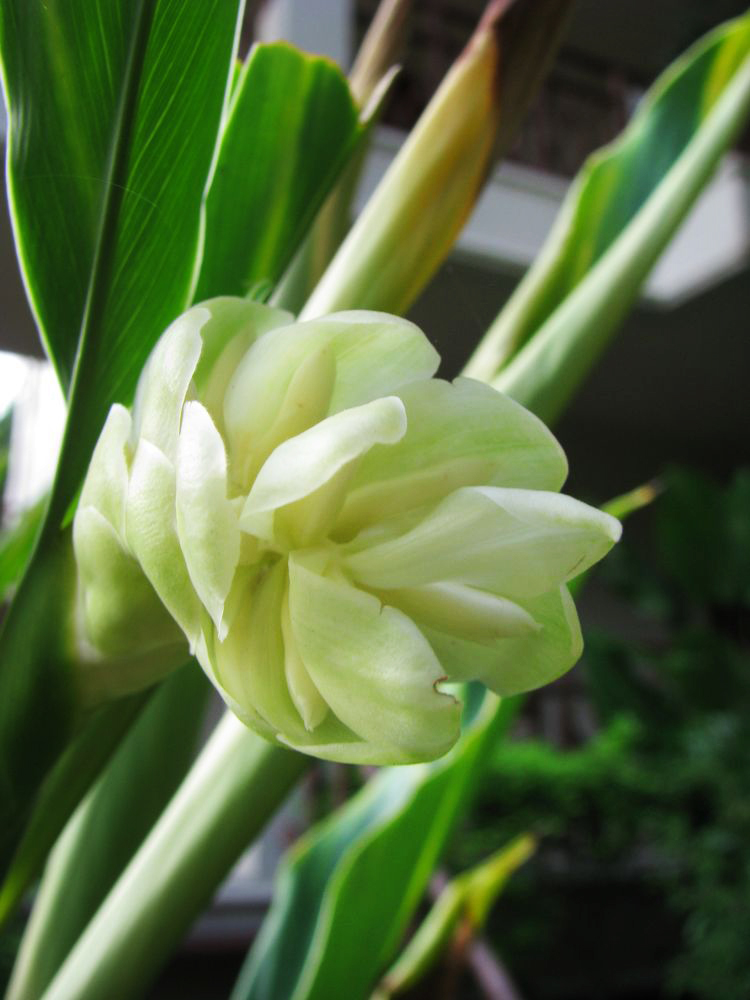 Image of Hedychium coronarium specimen.