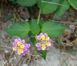 Lantana camara