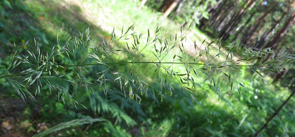 Image of Calamagrostis arundinacea specimen.