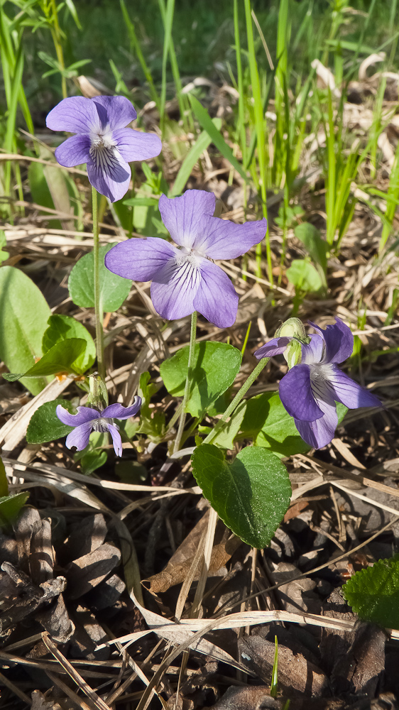Image of Viola canina specimen.