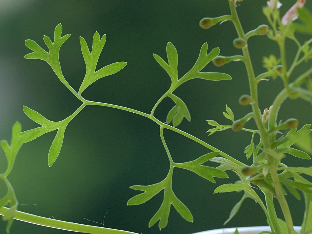 Image of Fumaria rostellata specimen.