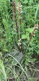 Pedicularis sceptrum-carolinum. Цветущее растение. Архангельская обл., юг Пинежского р-на, опушка в пойме р. Юрас. Начало августа.