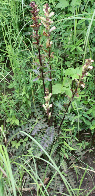 Изображение особи Pedicularis sceptrum-carolinum.