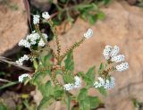 Heliotropium aegyptiacum. Верхушка цветущего растения. Сокотра, плато Моми, окр. пещеры Хок. 02.01.2014.