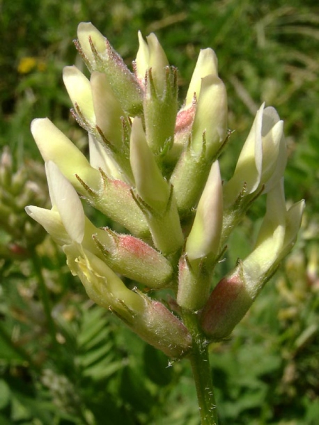 Изображение особи Astragalus cicer.