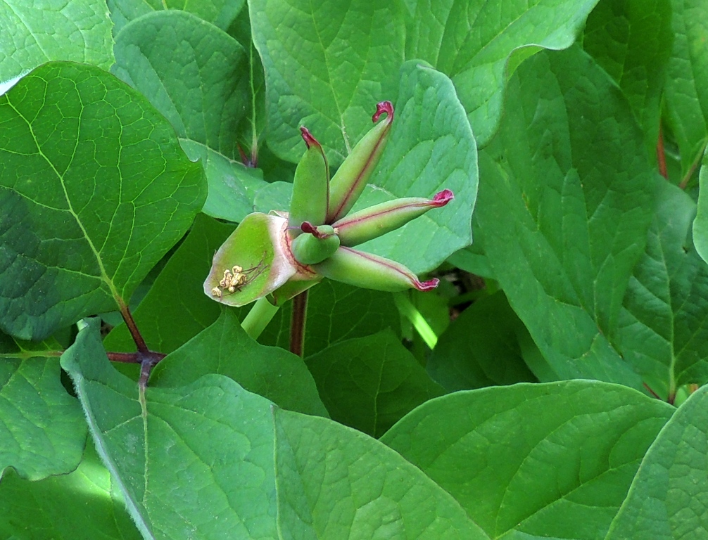 Image of Paeonia obovata specimen.