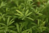 Galium intermedium. Часть веточки с пазушным соцветием. Молдова, Каларашский р-н, лес возле с. Бравичи. 26.06.2014.
