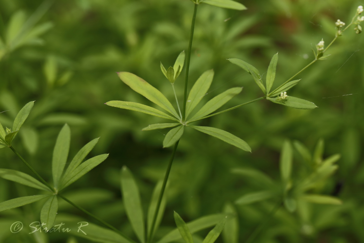 Image of Galium intermedium specimen.