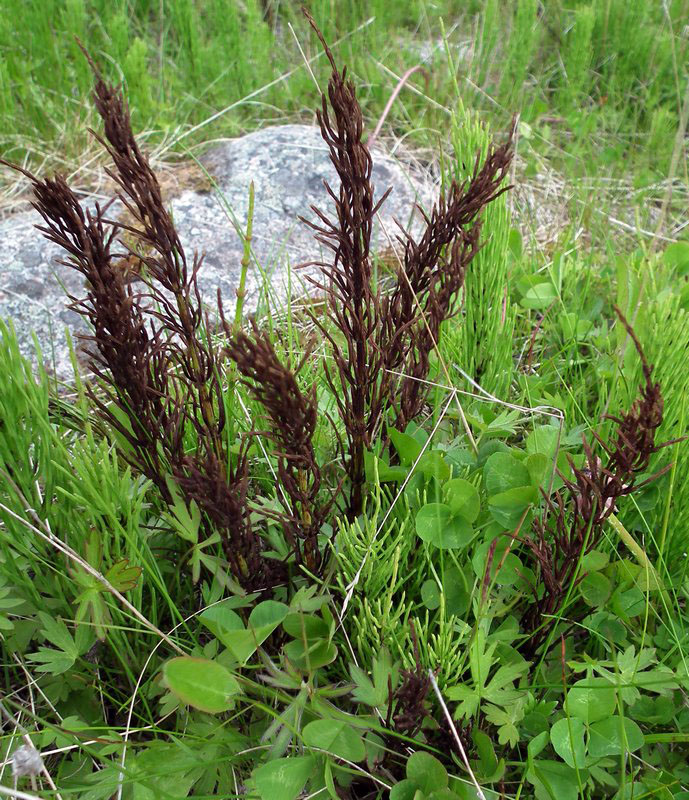Image of Equisetum arvense specimen.