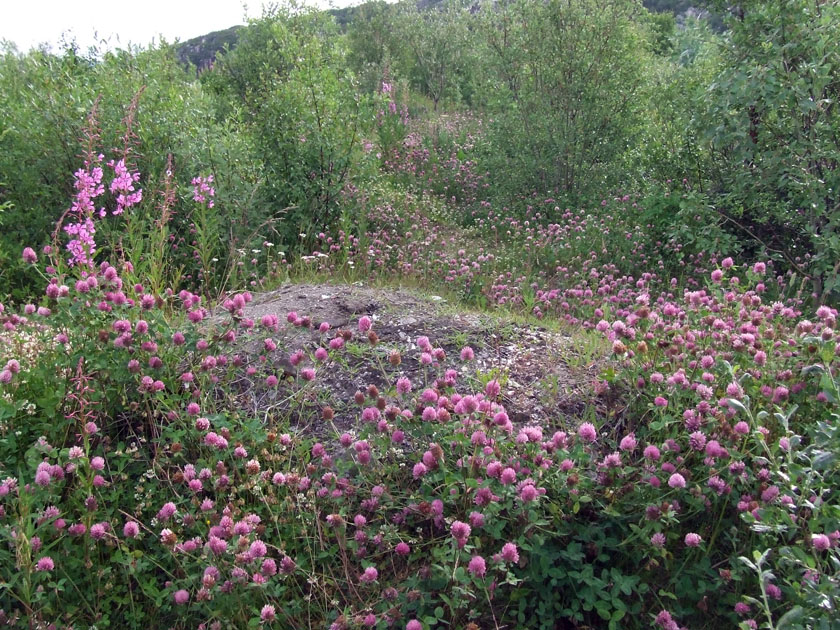 Image of Trifolium pratense specimen.