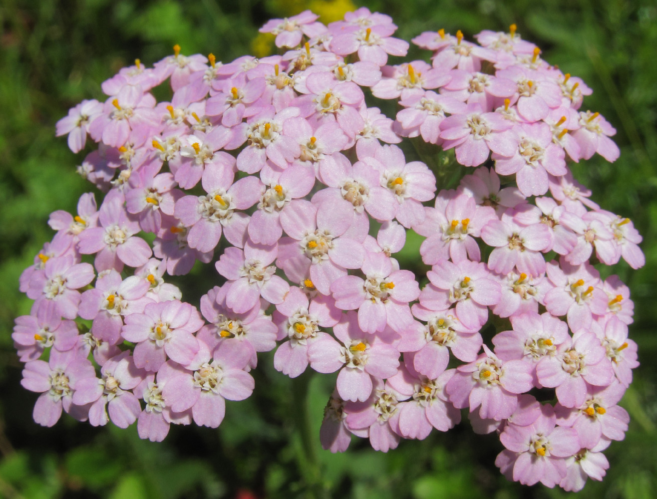 Image of Achillea asiatica specimen.