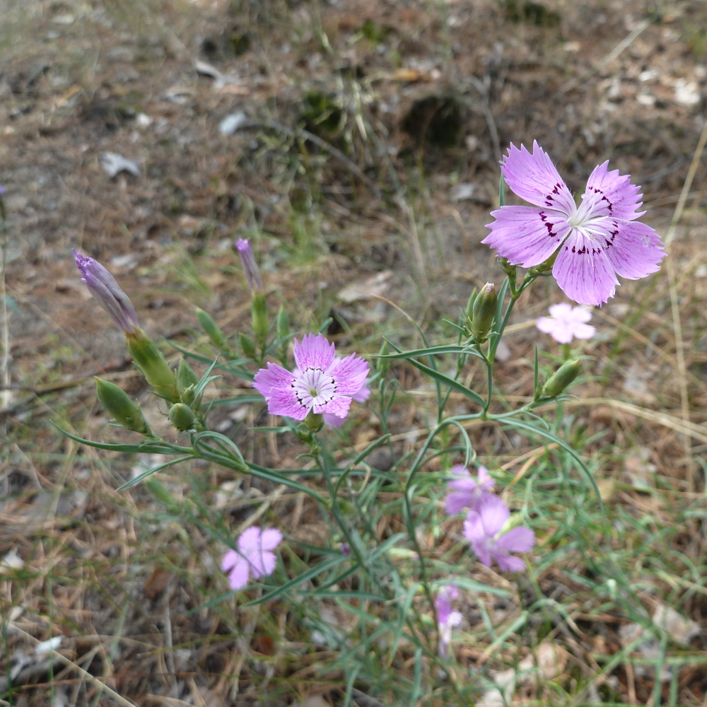 Изображение особи Dianthus versicolor.