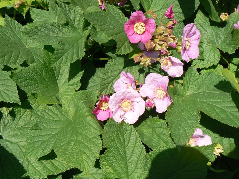 Image of Rubus odoratus specimen.