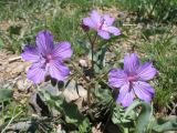 Geranium transversale