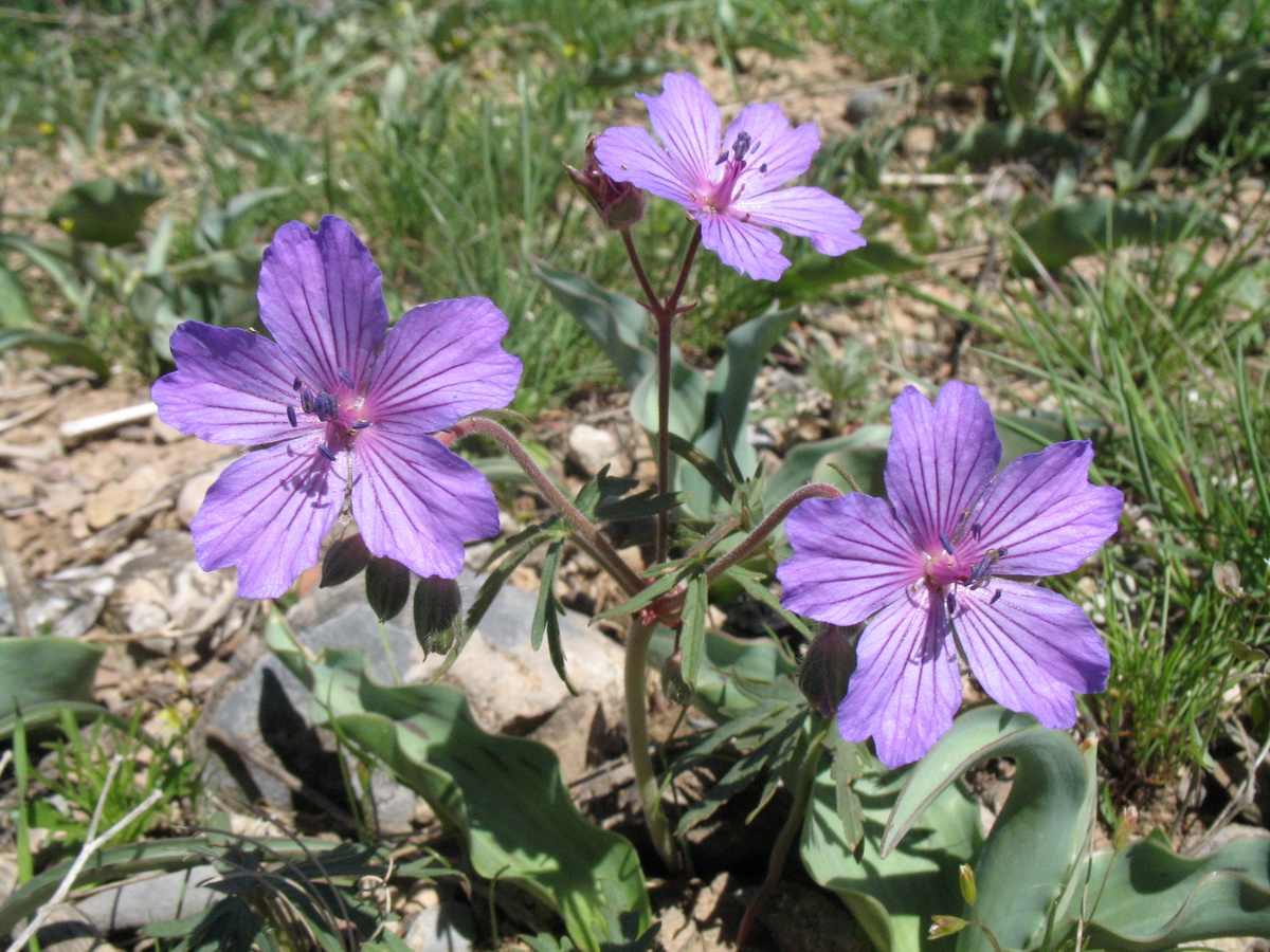 Изображение особи Geranium transversale.