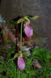 Cypripedium acaule