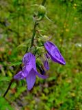 Campanula rapunculoides